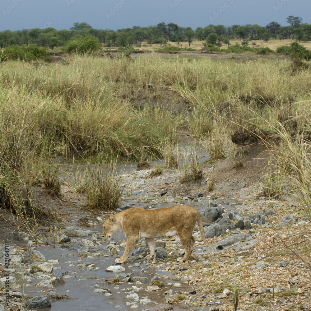 Lioness in stream, Serengeti National Park, Serengeti, Tanzania Lioness in stream, Serengeti National Park, Serengeti, Tanzania