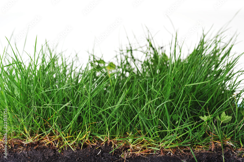 young grass