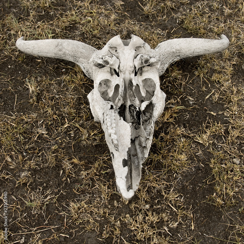 Close-up of wildebeest skull on ground, Tanzania, Africa