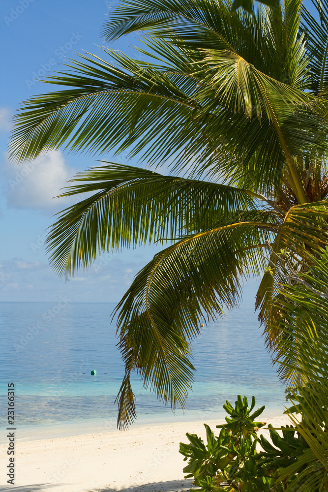 Fototapeta premium Tropical beach