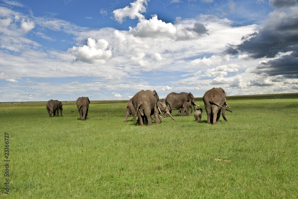 Obraz premium elefanti nel parco Masai Mara