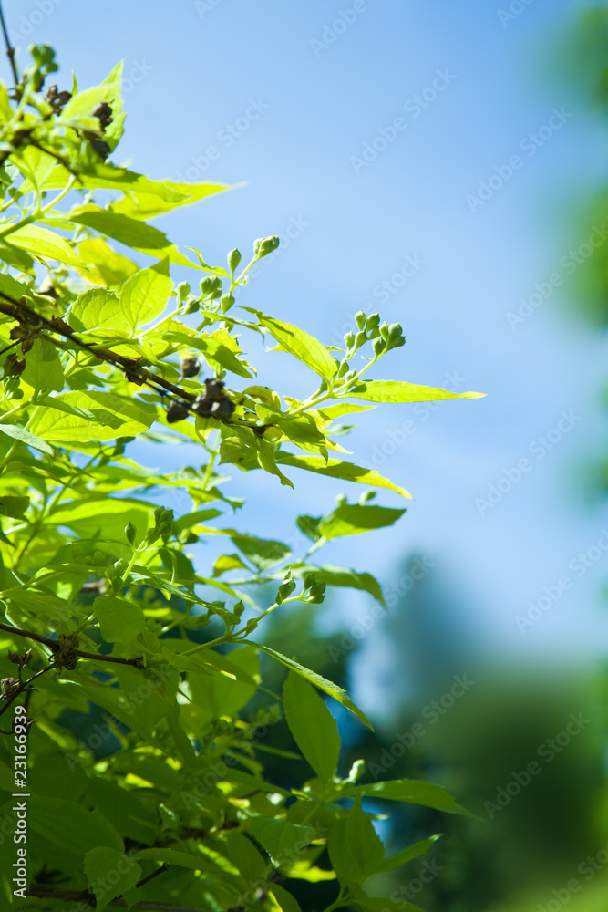 Obraz premium Leafs of tree