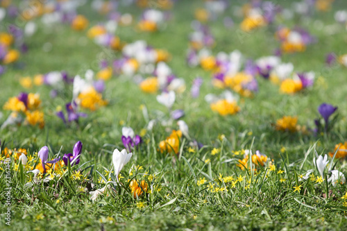 Spring crocus flowers on grass, background
