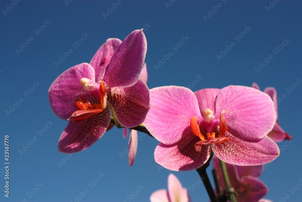 Orchidée rose Orchidée rose