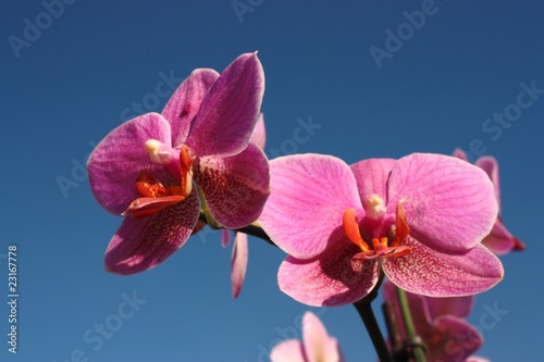 Orchid  e rose