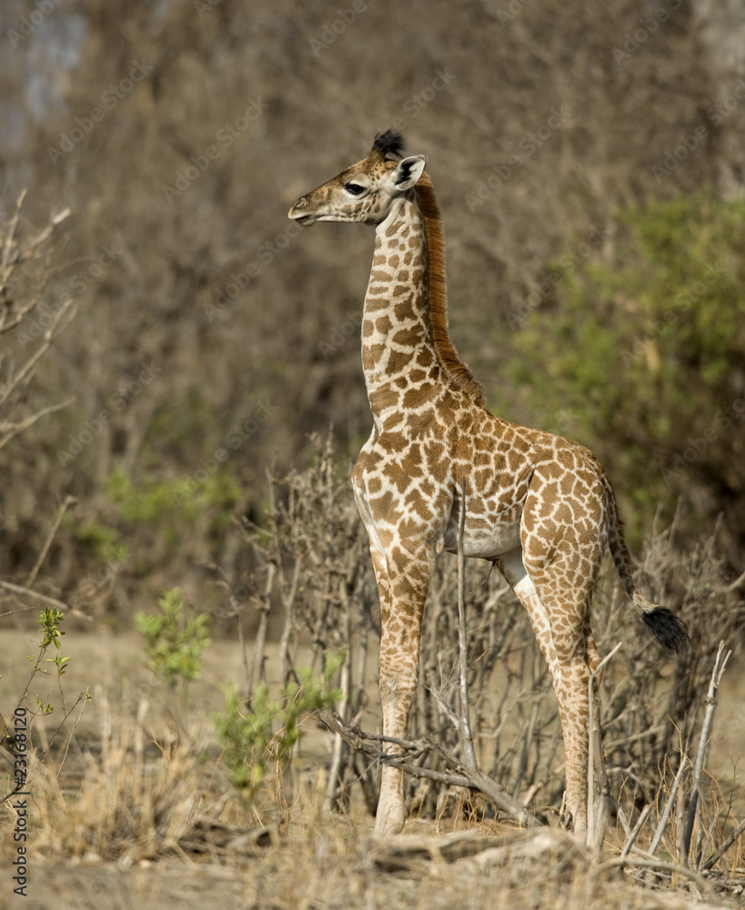 Obraz premium Side view of giraffe calf standing in grassland, Tanzania