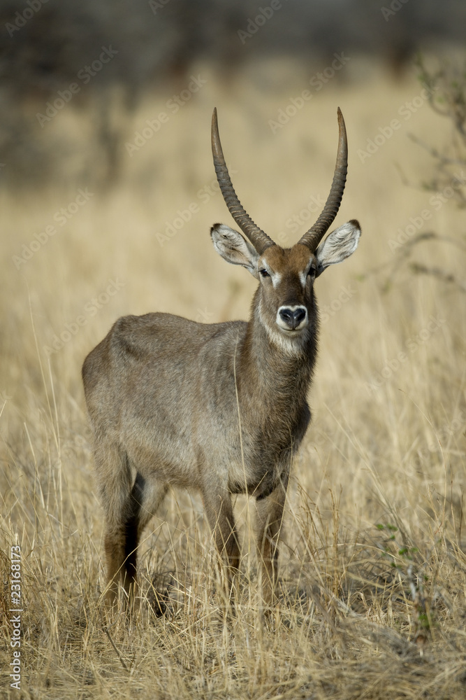 Waterbuck standing in grassland, Tanzania, Africa Waterbuck standing in grassland, Tanzania, Africa