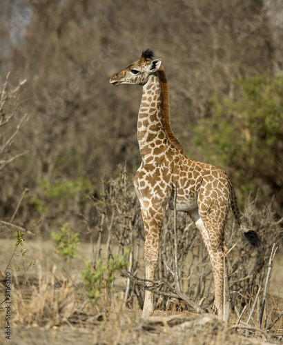 Side view of giraffe calf standing in grassland  Tanzania