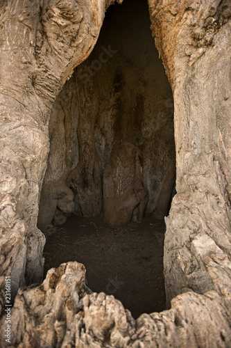 Inside baobab tree  Tanzania  Africa