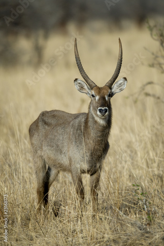 Waterbuck standing in grassland  Tanzania  Africa