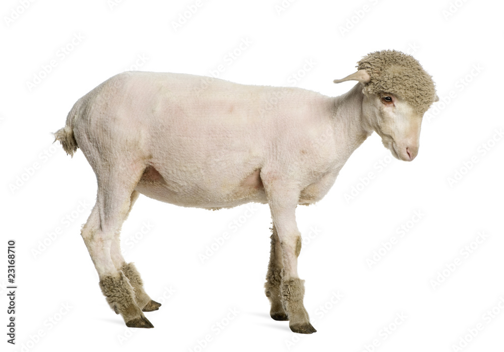 Fototapeta premium Partially shaved Merino lamb, 4 months old