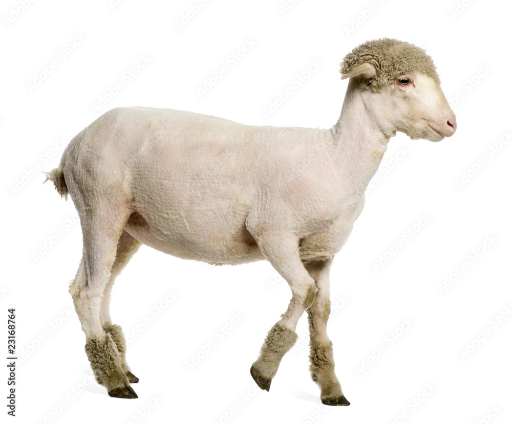 Obraz premium Partially shaved Merino lamb, 4 months old