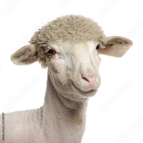 Portrait of partially shaved Merino lamb, 4 months old, in front photo