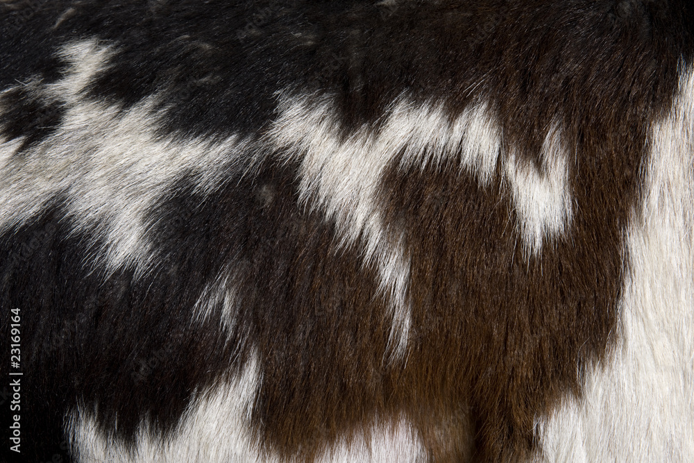 Close-up of Rove goat fur, full frame Close-up of Rove goat fur, full frame