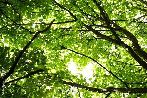 green leaves on the tree