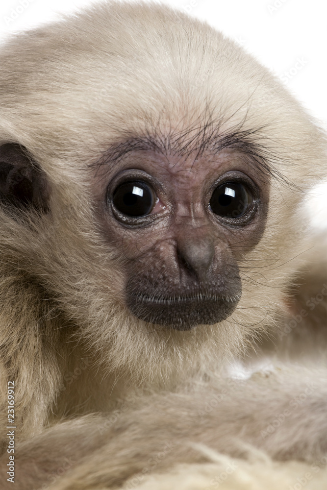 Close-up headshot of young Pileated Gibbon, 4 months old Close-up headshot of young Pileated Gibbon, 4 months old