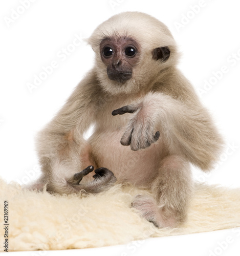 Young Pileated Gibbon, 4 months old © Eric Isselée