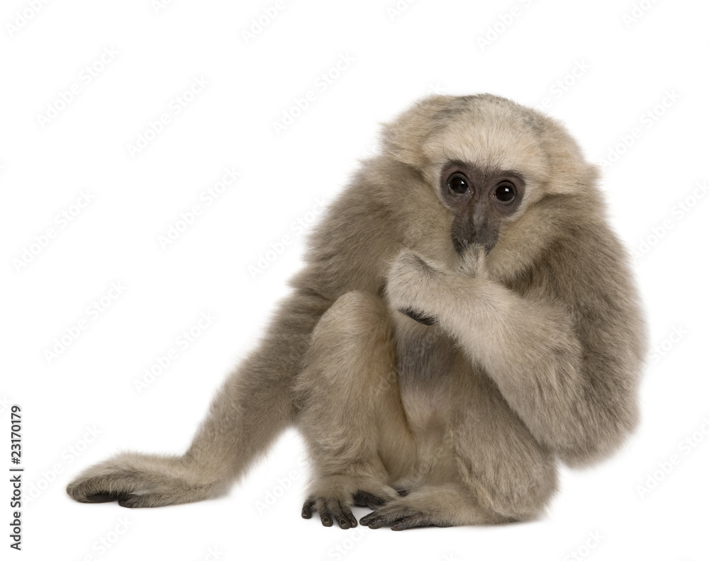 Young Pileated Gibbon, 4 months old Young Pileated Gibbon, 4 months old