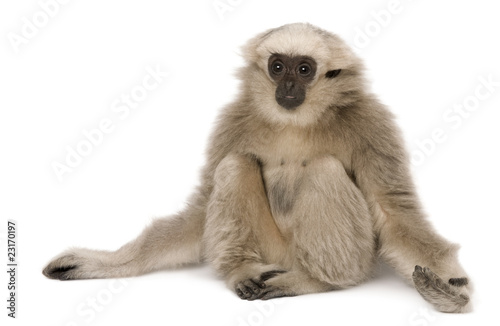 Young Pileated Gibbon, 4 months old, © Eric Isselée