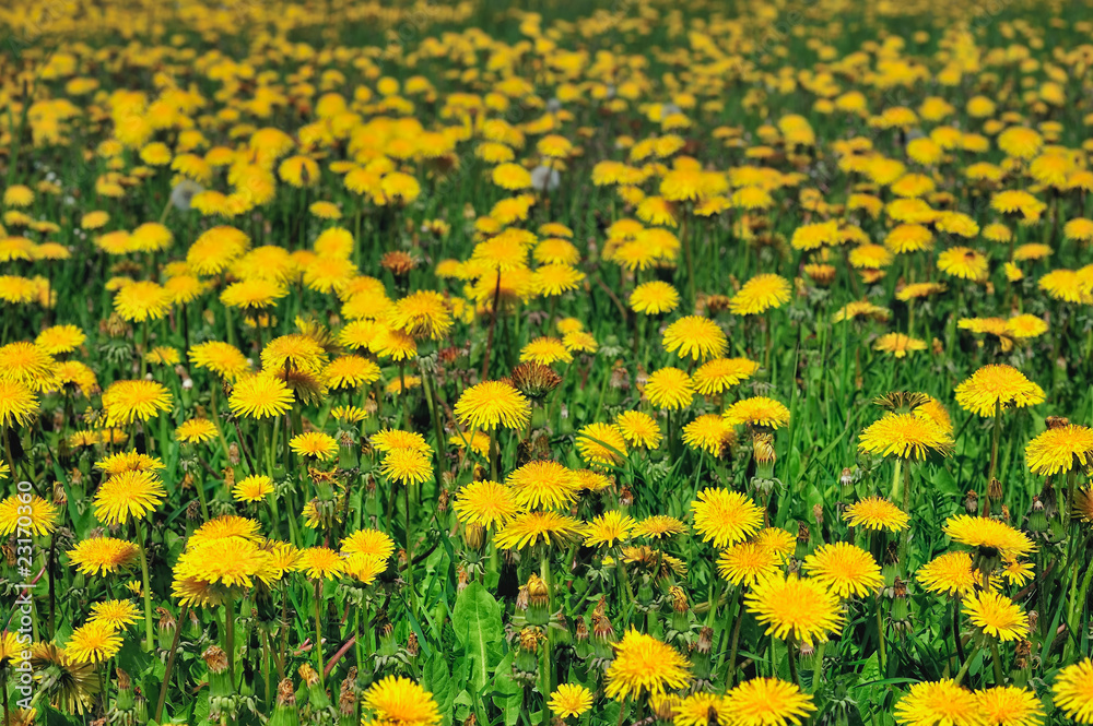 Yellow field