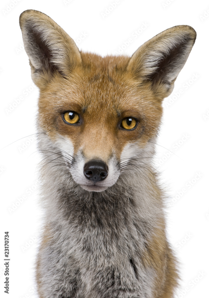 Close-up headshot of Red Fox, 1 year old