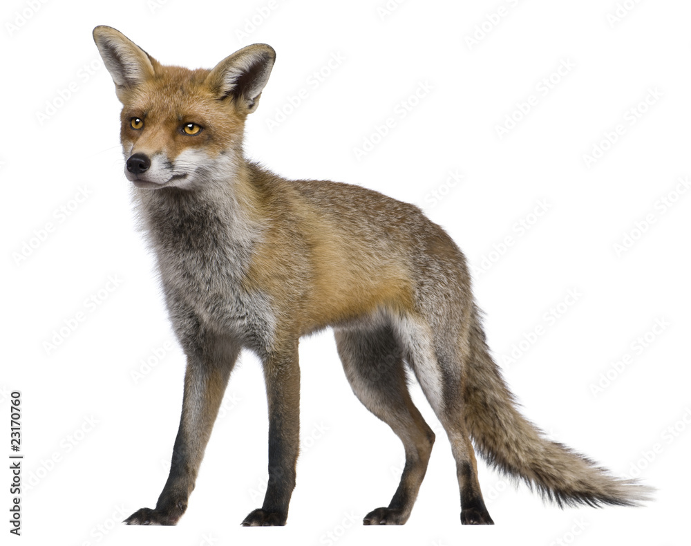 Red Fox, 1 year old, standing in front of white background Red Fox, 1 year old, standing in front of white background
