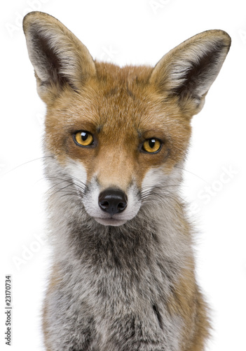 Fototapeta Naklejka Na Ścianę i Meble -  Close-up headshot of Red Fox, 1 year old