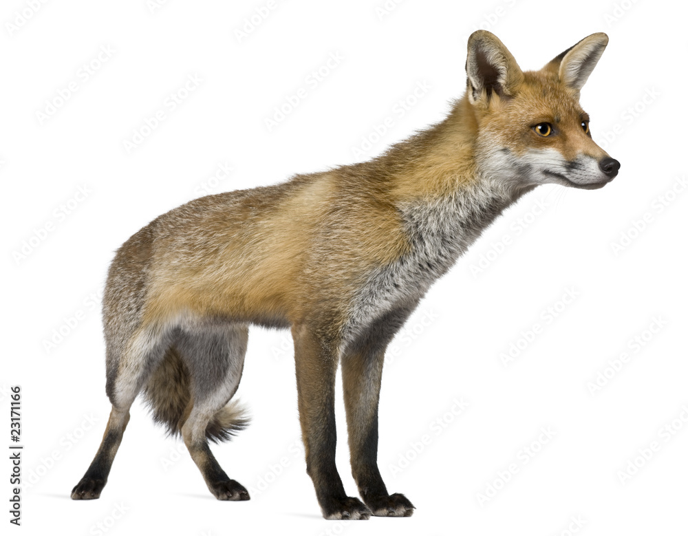 Fototapeta premium Red Fox, 1 year old, standing in front of white background
