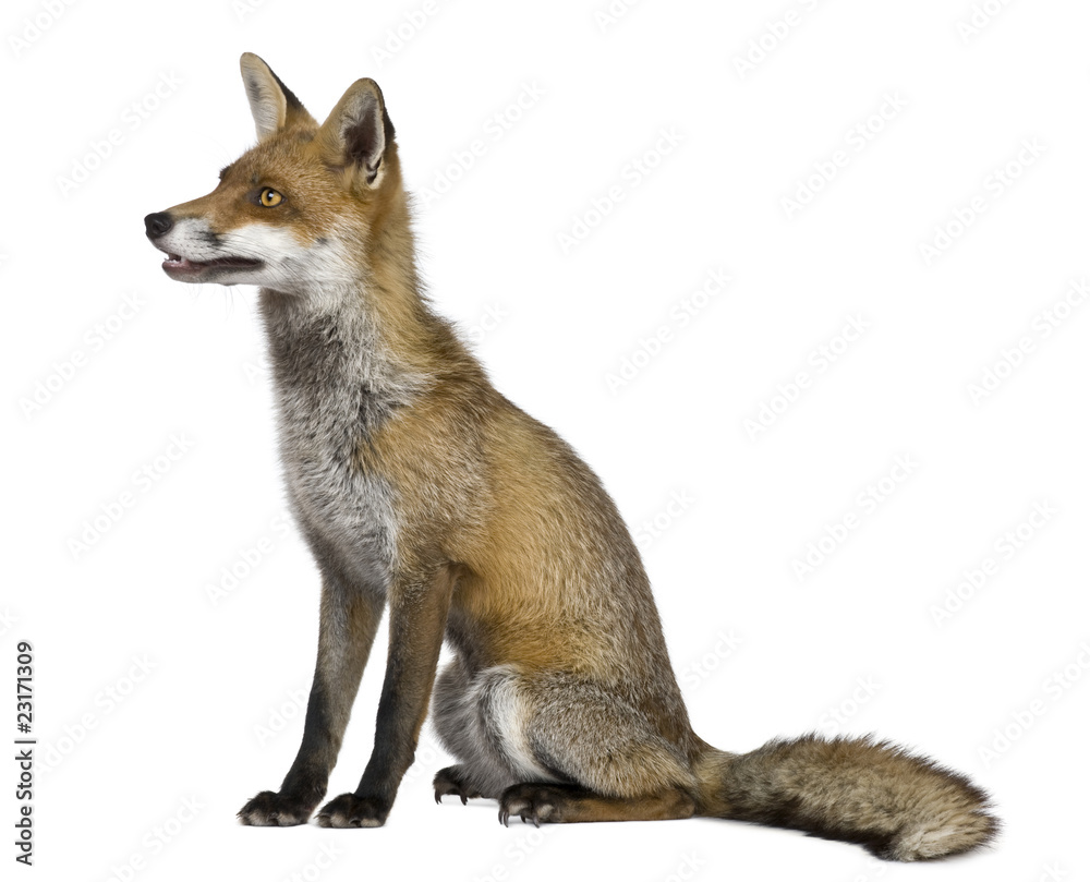 Fototapeta premium Side view of Red Fox, 1 year old,