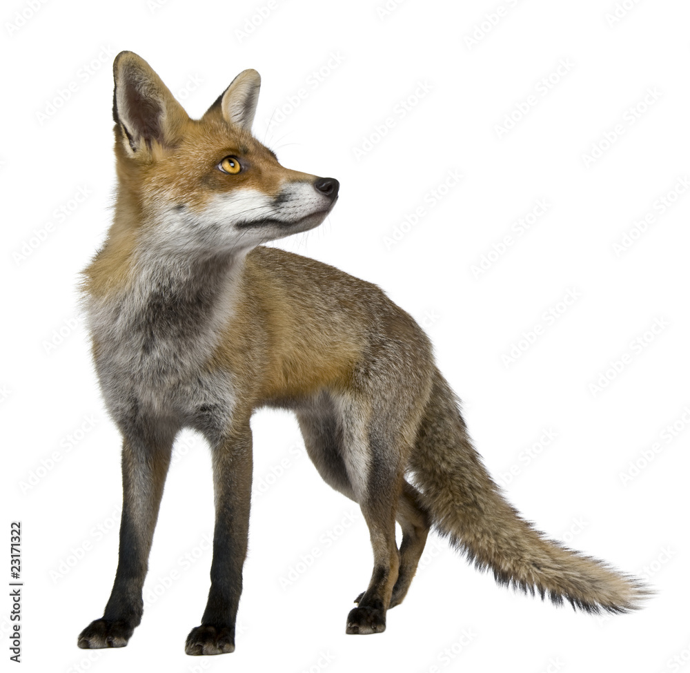 Red Fox, 1 year old, standing in front of white background Red Fox, 1 year old, standing in front of white background