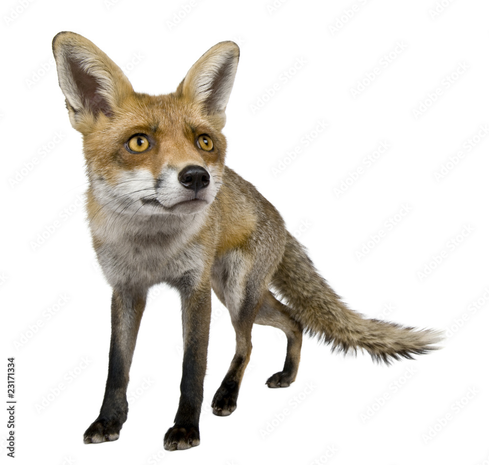 Front view of Red Fox, 1 year old