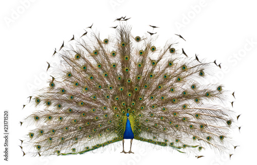 Photo Front view of Male Indian Peafowl displaying tail feathers