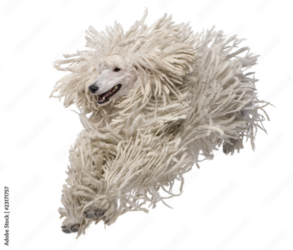 Front view of White Corded standard Poodle running