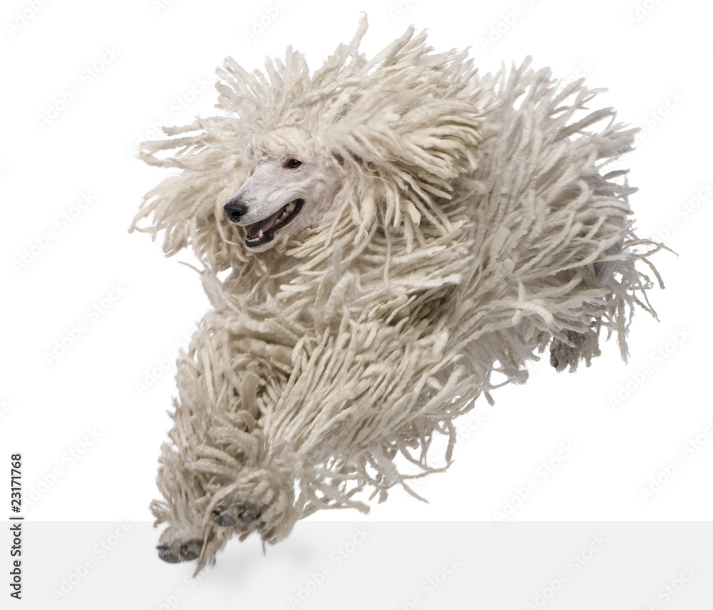 Front view of White Corded standard Poodle running