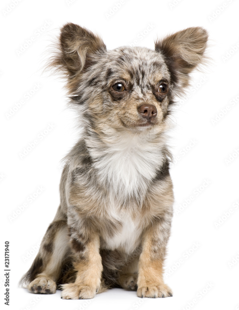 Front view of Chihuahua puppy, 8 months old