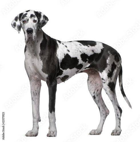 Great Dane, 5 Years old, standing in front of white background