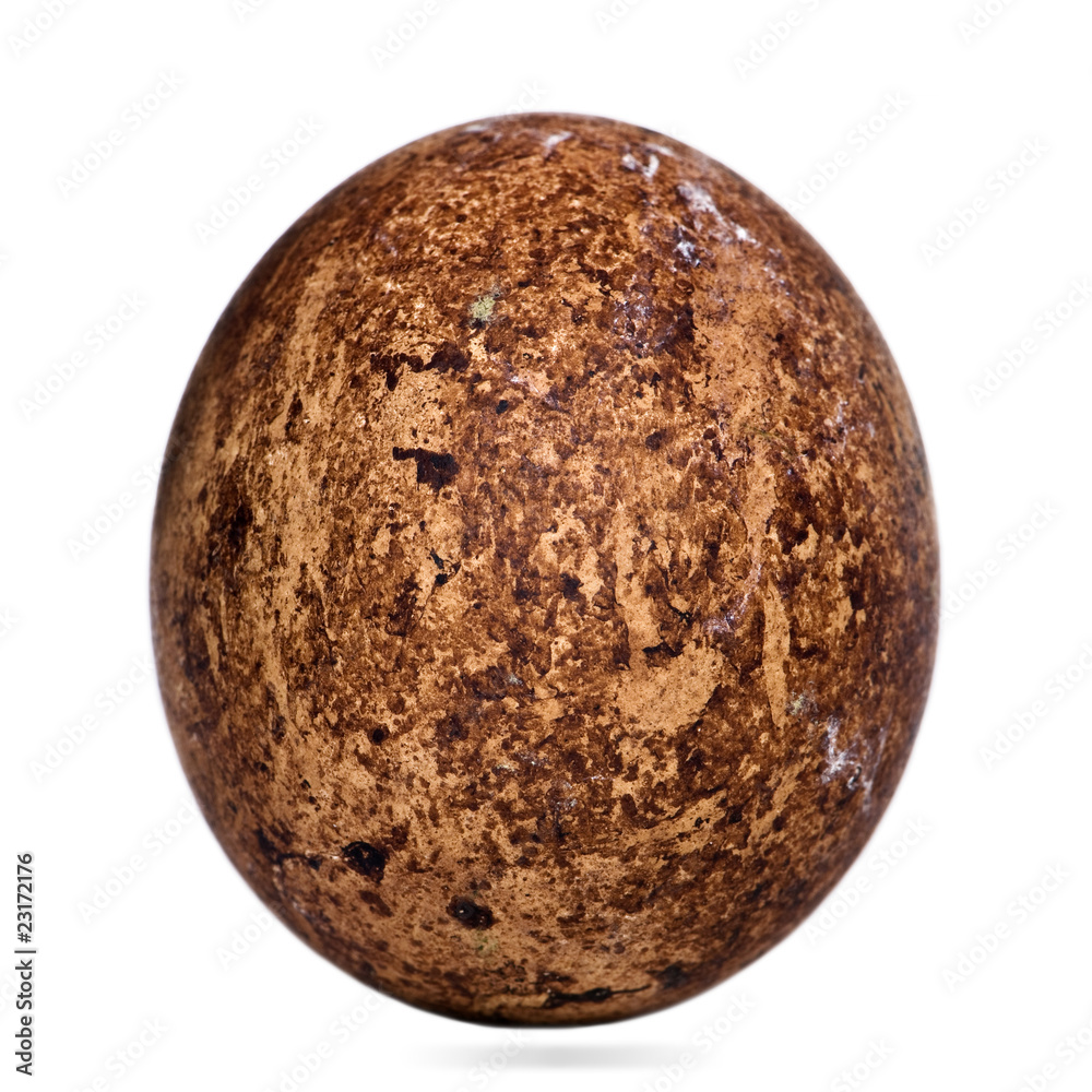 Egg of Caracaras Southern in front of white background