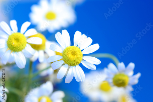 some spring daisies on a background of sky