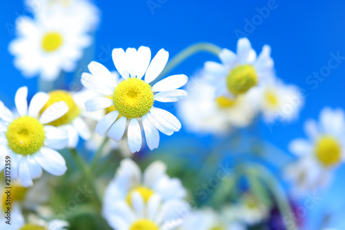some spring daisies on a background of sky