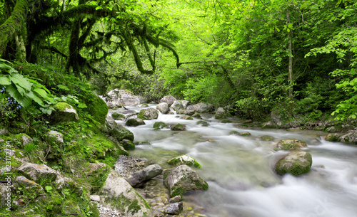 river in beautiful forest