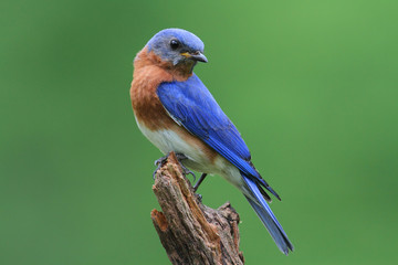Wandcirkels Vogel Blauwe sialia op boomstronk  © Steve Byland