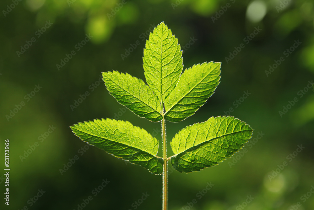 Green leaf. Green leaf.