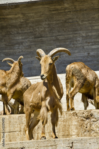Fototapeta Naklejka Na Ścianę i Meble -  Spanish ibex, group