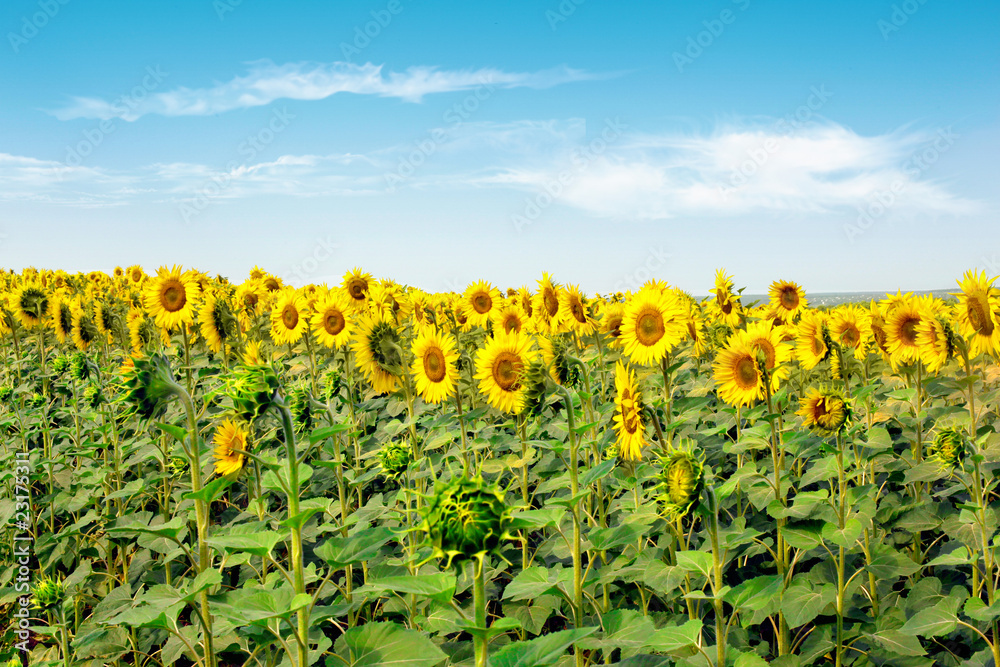 Obraz premium Sunflowers field under blue sky with clouds