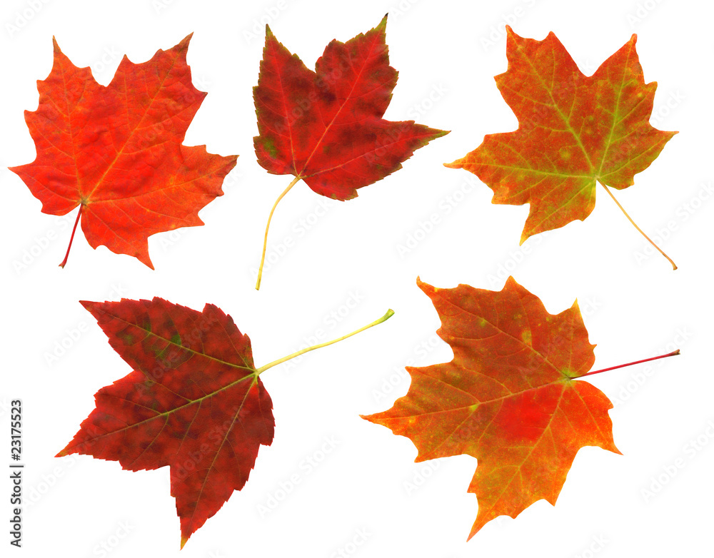 Colorful autumn leaves isolated on a white background. Colorful autumn leaves isolated on a white background.