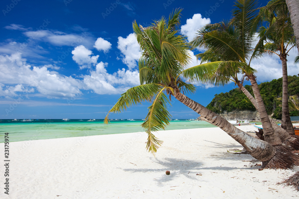 Obraz premium Tropical Paradise