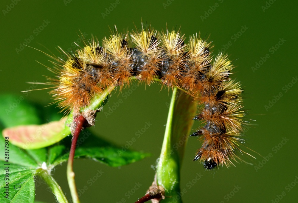 .The silver-spotted tiger moth, Lophocampa argentata .The silver-spotted tiger moth, Lophocampa argentata