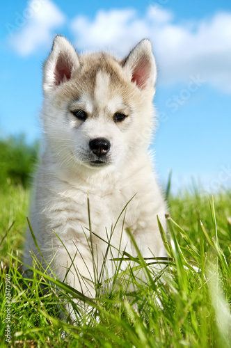 Siberian husky dog puppy