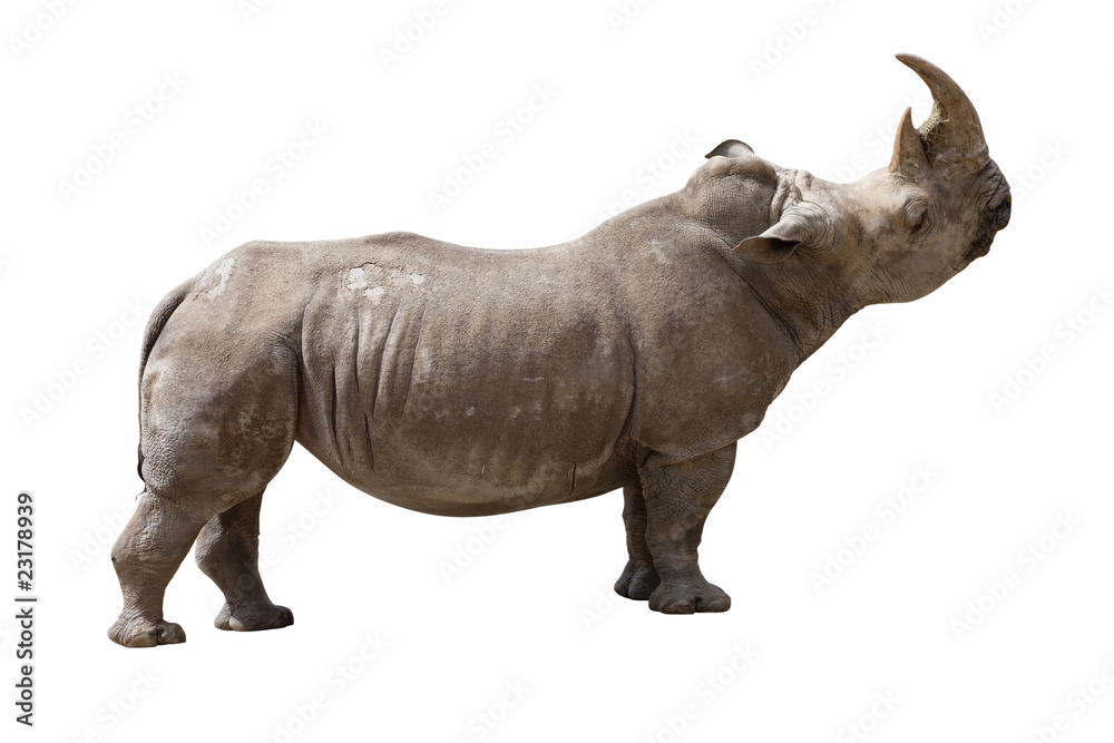 rhinocéros rhinocéros