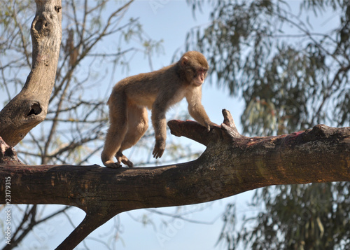 Japanese Macaque
